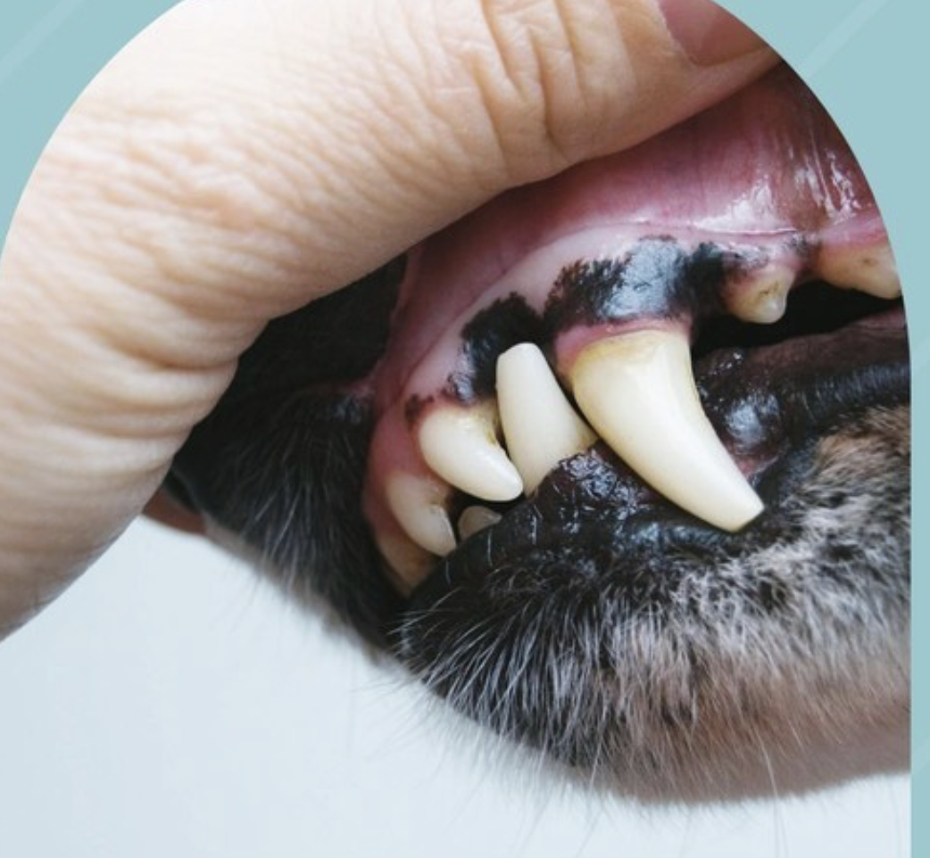 <p>what is <span><span>is a gummy substance that forms on the teeth after a mea</span></span></p>