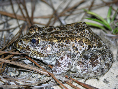 <p>fl gopher frog other info</p>
