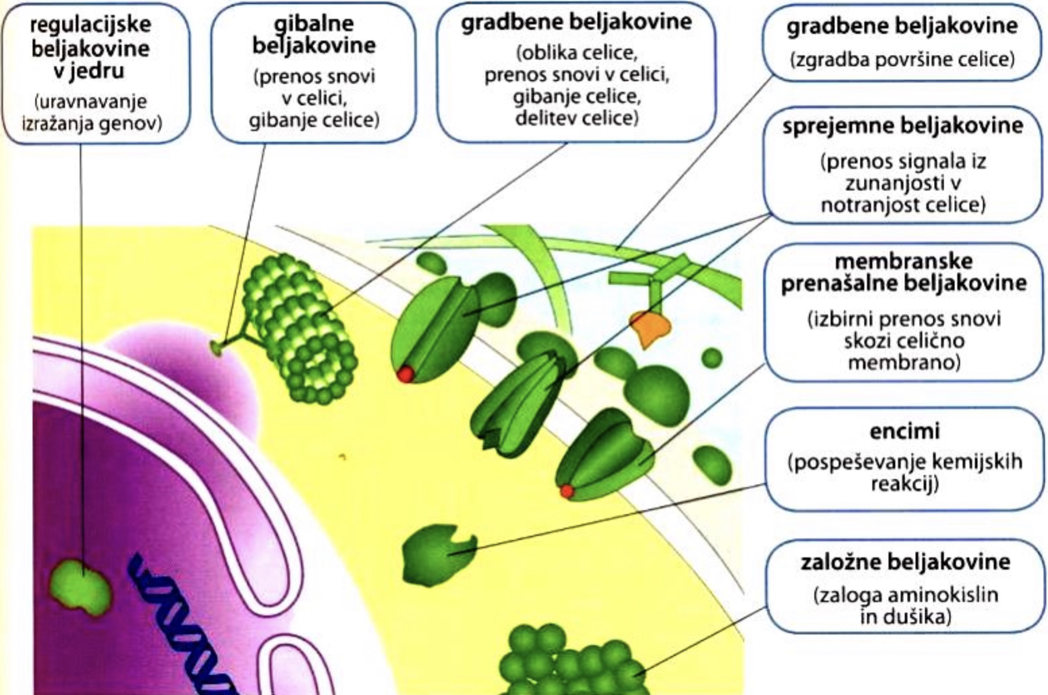 <ul><li><p>strukturne beljakovine: so gradbeni elementi, gradijo dele telesa</p></li><li><p>motorične beljakovine: omogočajo gibanje mišic</p></li><li><p>receptorske beljakovine: na površini celic zaznavajo in prenašajo signale beljakovinam v notranjosti celic.</p></li><li><p>obrambne beljakovine: =protitelesa - pomagajo pri obrambi telesa</p></li><li><p>regulacijske beljakovine: =hormoni - uravnavajo procese v telesu</p></li><li><p>prenašalne beljakovine: prenašajo snovi v telesu</p></li><li><p>ionski kanalčki: spuščajo ione skozi membrano</p></li><li><p>encimi: katalizirajo oz. pospešujejo kemijske reakcije</p></li><li><p>založne beljakovine: predstavljajo zalogo AK (peptidna vez ni energetsko bogata, zato niso primerne kot zaloge energije)</p></li></ul>