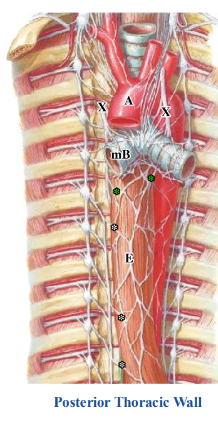 <p>-sympathetic innervation: thoracic part of esophagus receives sympathetic innervation from splanchnic nerves branching off the sympathetic chain at all thoracic levels</p><p>-parasympathetic innervation: thoracic part of esophagus receives parasympathetic innervation form branches of the vagus nerve</p><p>-both sympathetic and parasympathetic axons ramify on the esophagus as the esophageal plexus</p>