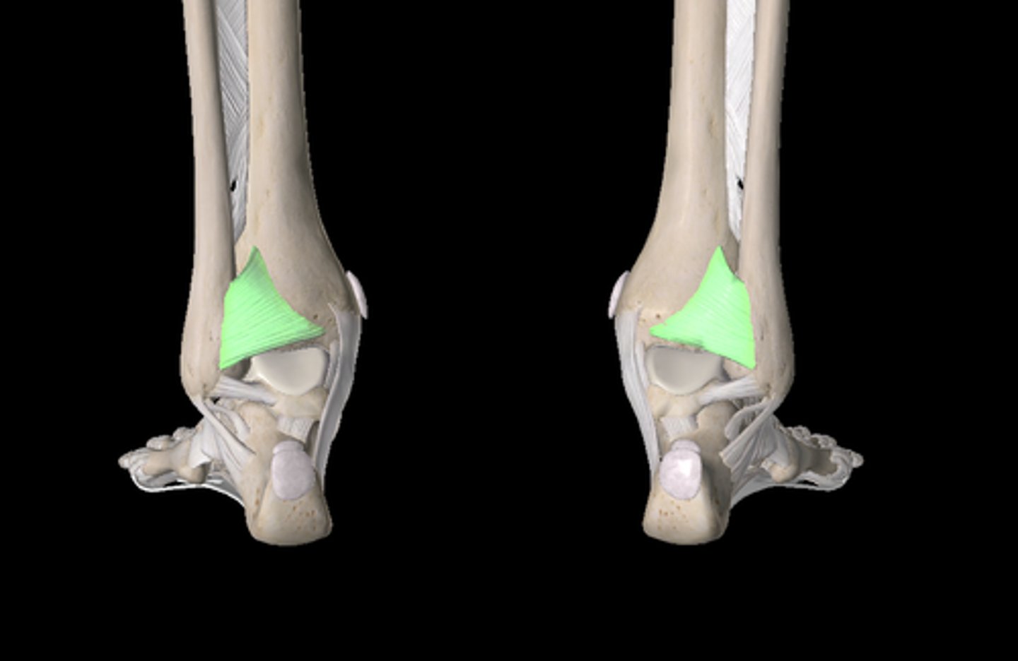 <p>Name this ligament</p>