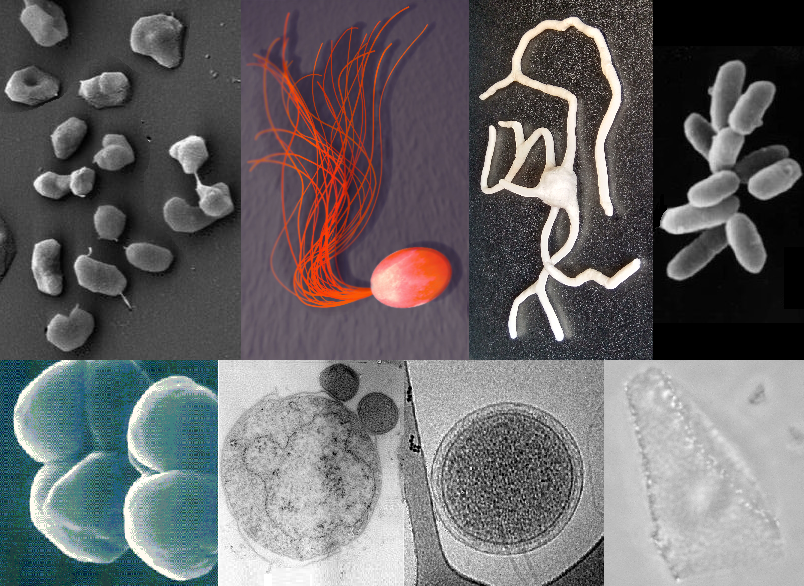 <p>Archaea are a totally different domain of life; They are single-celled organisms that thrive in extreme environments<br><br>Archaea are mostly autotrophic, but not all; so in general, we would say that they are Mixotrophs.<br>Archaea can be Phototrophic, Chemoautotrophic, or Chemoheterotrophic </p><p></p>