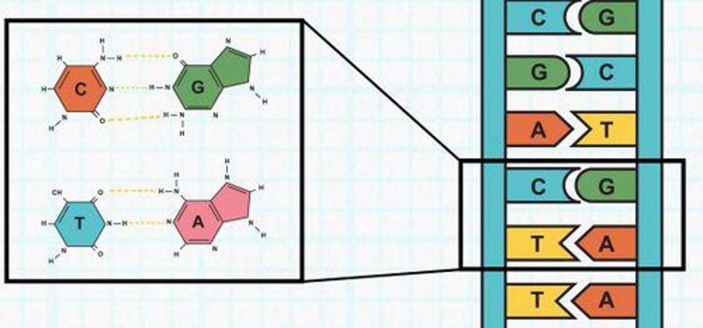 <p>It ensures accurate DNA replication by pairing adenine with thymine and cytosine with guanine.</p>