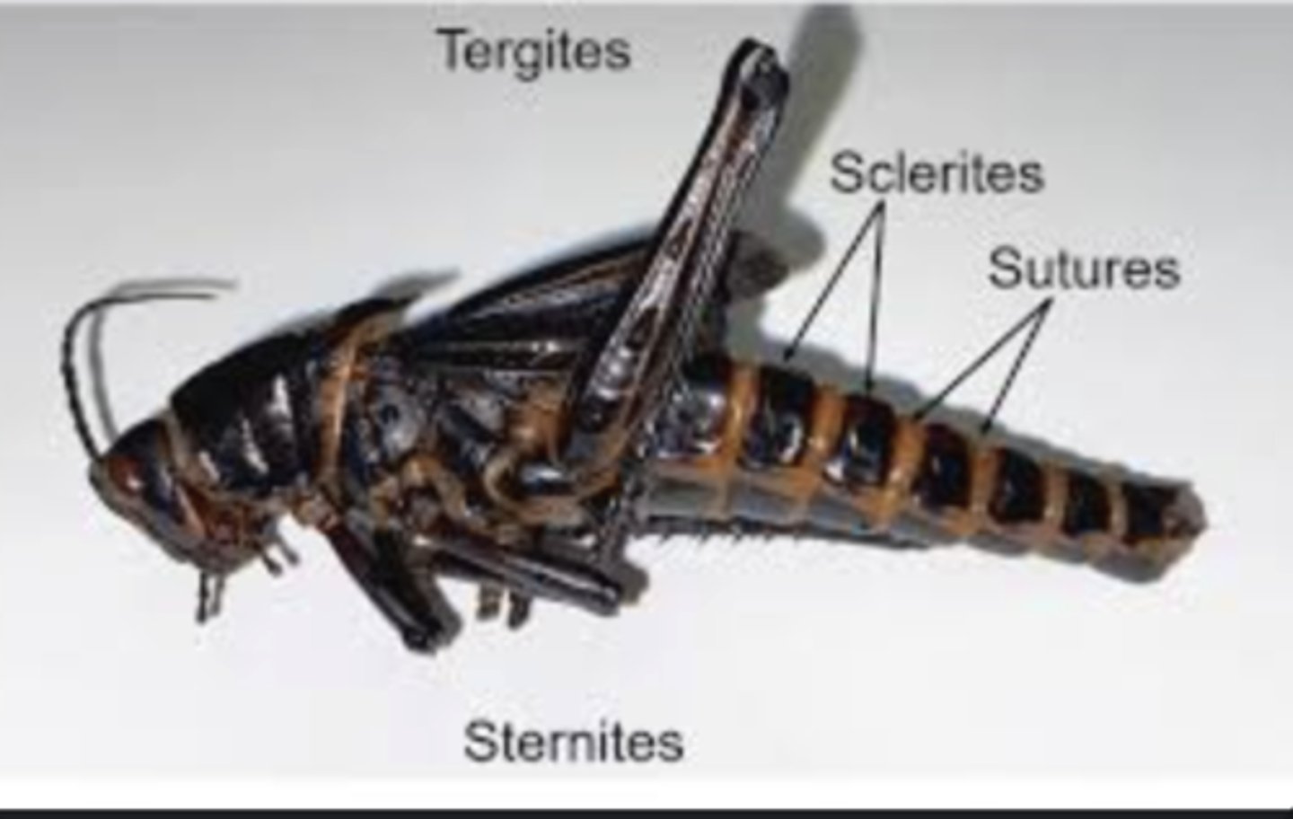 <p>Hardened plates of the exoskeleton that give structural strength; joined by flexible membranes for movement.</p>