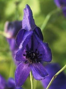 <p>Monkshood</p>