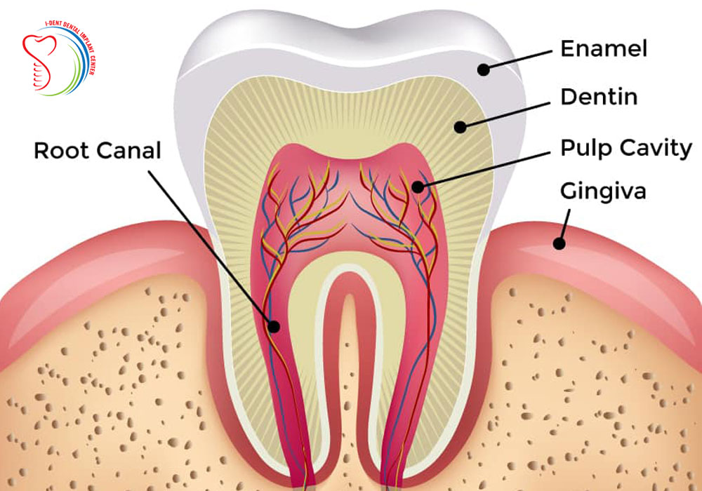 <p>What is enamel? </p>