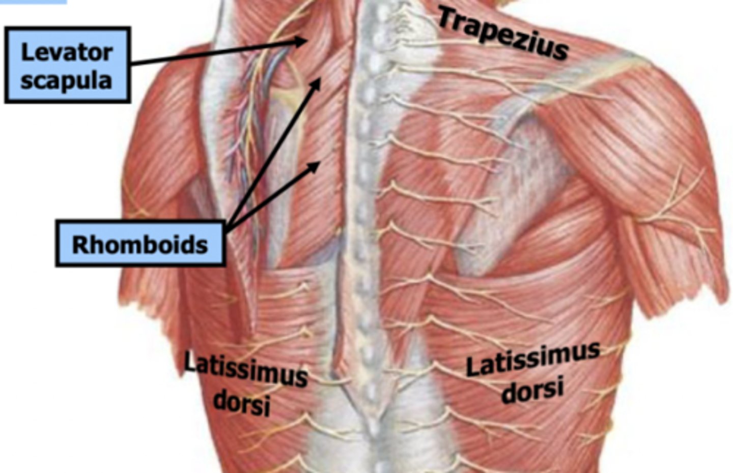 <p>latissimus dorsi, trapezius, levator scapulae, rhomboids are</p>