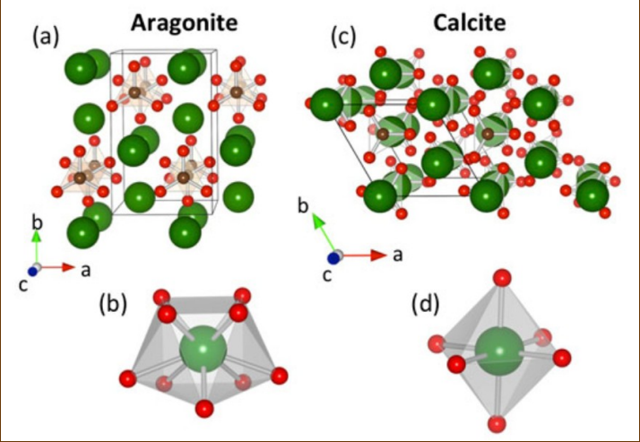 <p>Calcite has a rhombohedral structure while aragonite’s is orthorhombic. Aragonite’s open lattice allows for more substitution of different cations where calcite’s is more limited. As a result, arag often reverts to calcite. Calcite prefers to substitute calcium for magnesium, where you can get high or low-mag calcite</p>