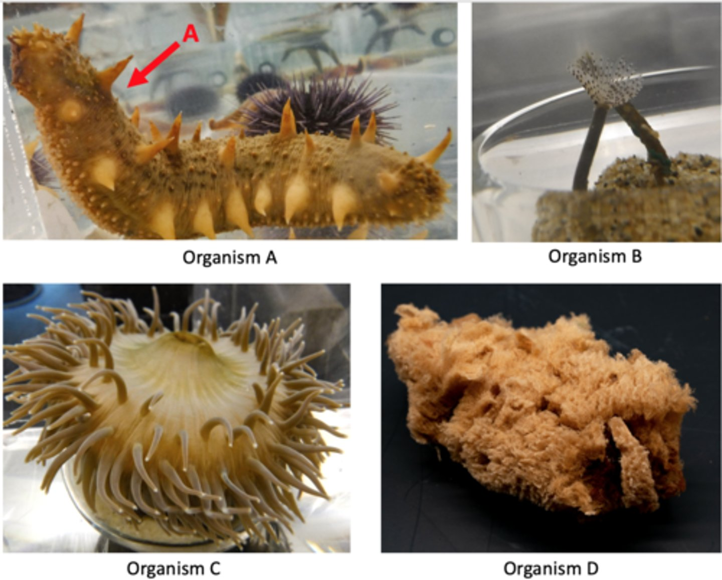 <p>Which of the above animals is most closely related to animal A?</p>