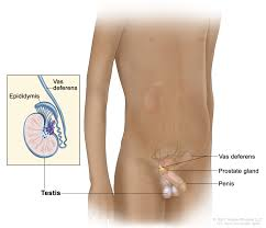 <p><strong>Testes</strong></p><p>produce</p>