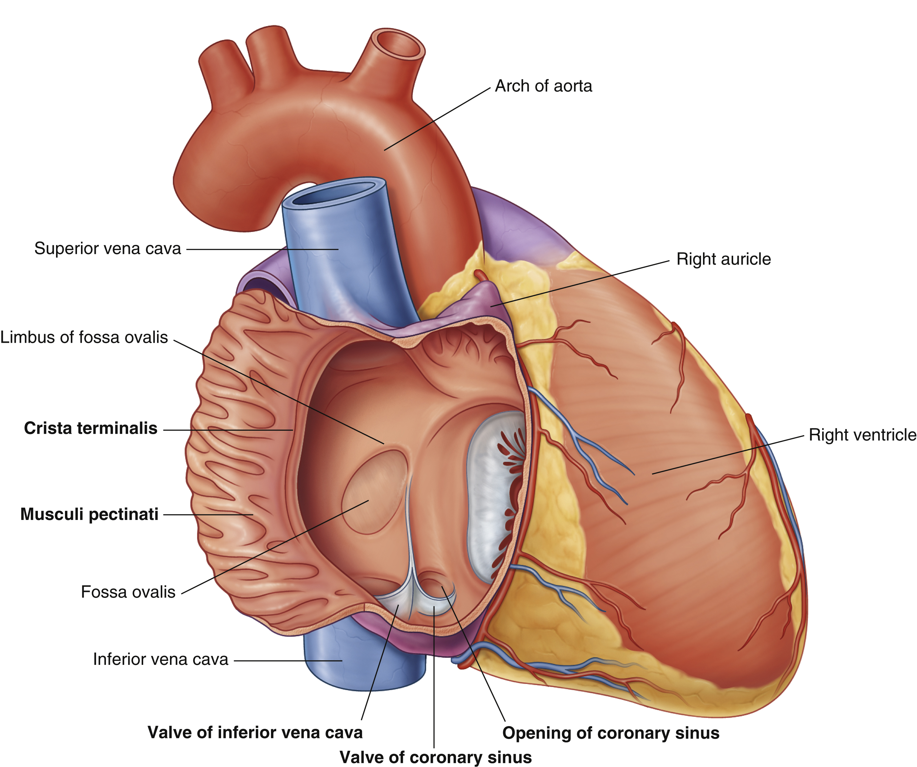 <p>right ventricle</p>