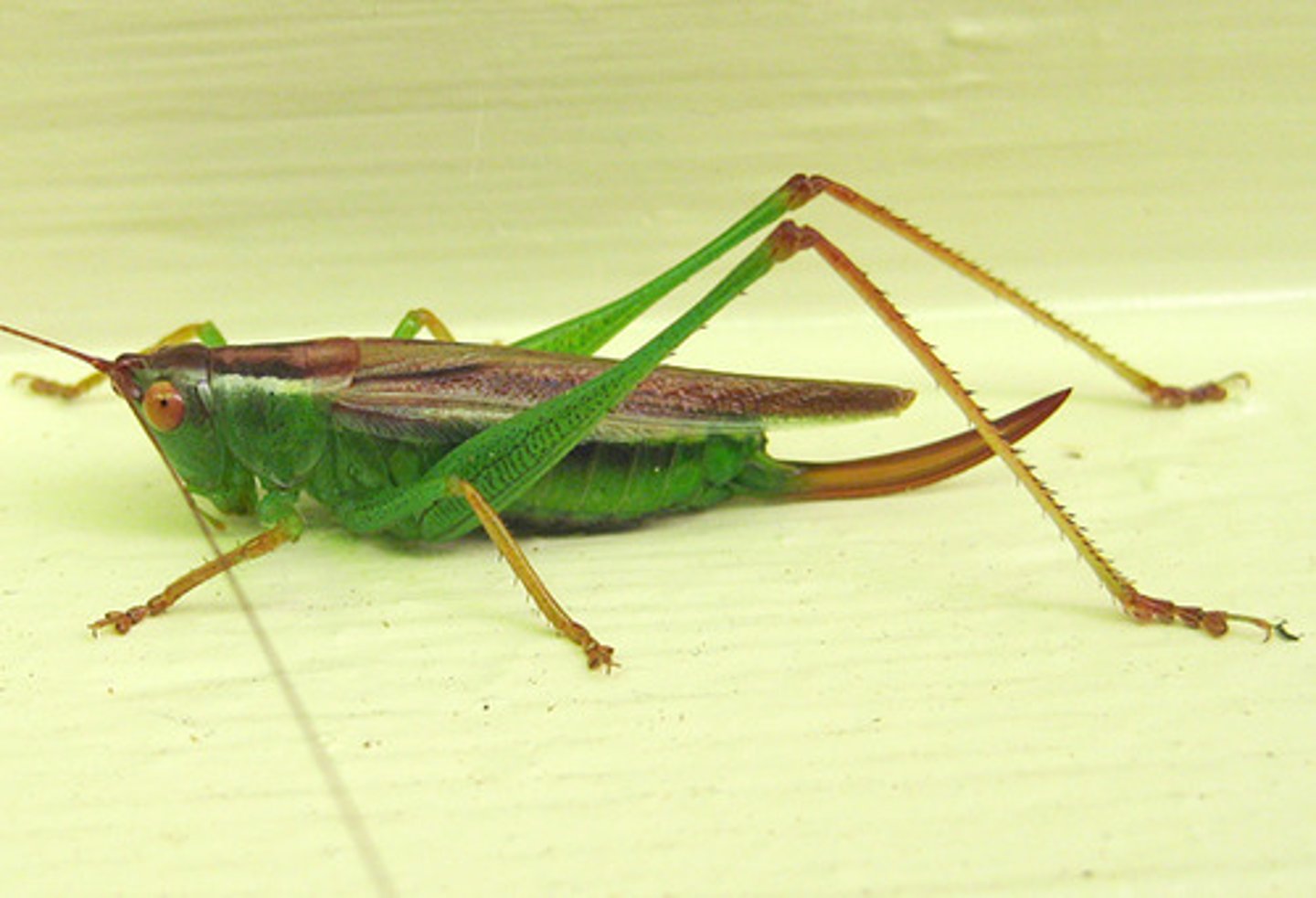 <p>Katydids</p>