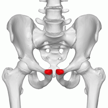 <p>What is the scientific name for this? </p>