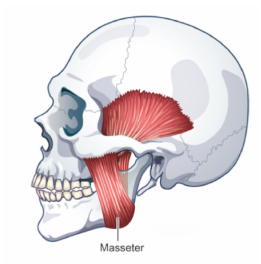 <p><u>ELEVATES (closes) and RETRACTS</u><strong><u> Mandible</u></strong></p><p>muscle covering the outer surface of the mandibular ramus</p><p>Has two layers</p><ul><li><p>outer (larger)</p></li><li><p>inner (smaller)</p></li></ul><p></p>