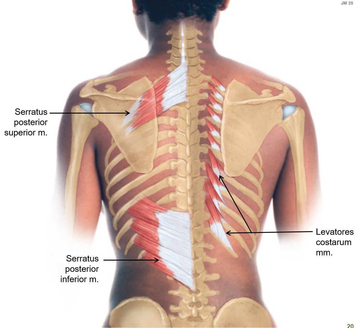 <p>What do the <strong>levatores costarum muscles</strong> do?</p>