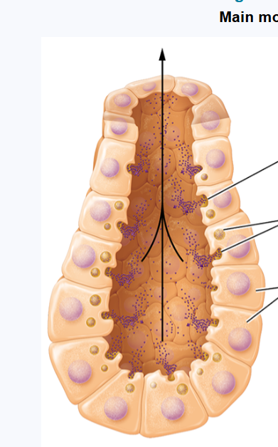 <ul><li><p>used by majority of exocrine glands (including salivary and sweat glands0</p></li><li><p>products packages in secretory vesicles for release by exocytosis into ducts </p></li></ul><p></p>