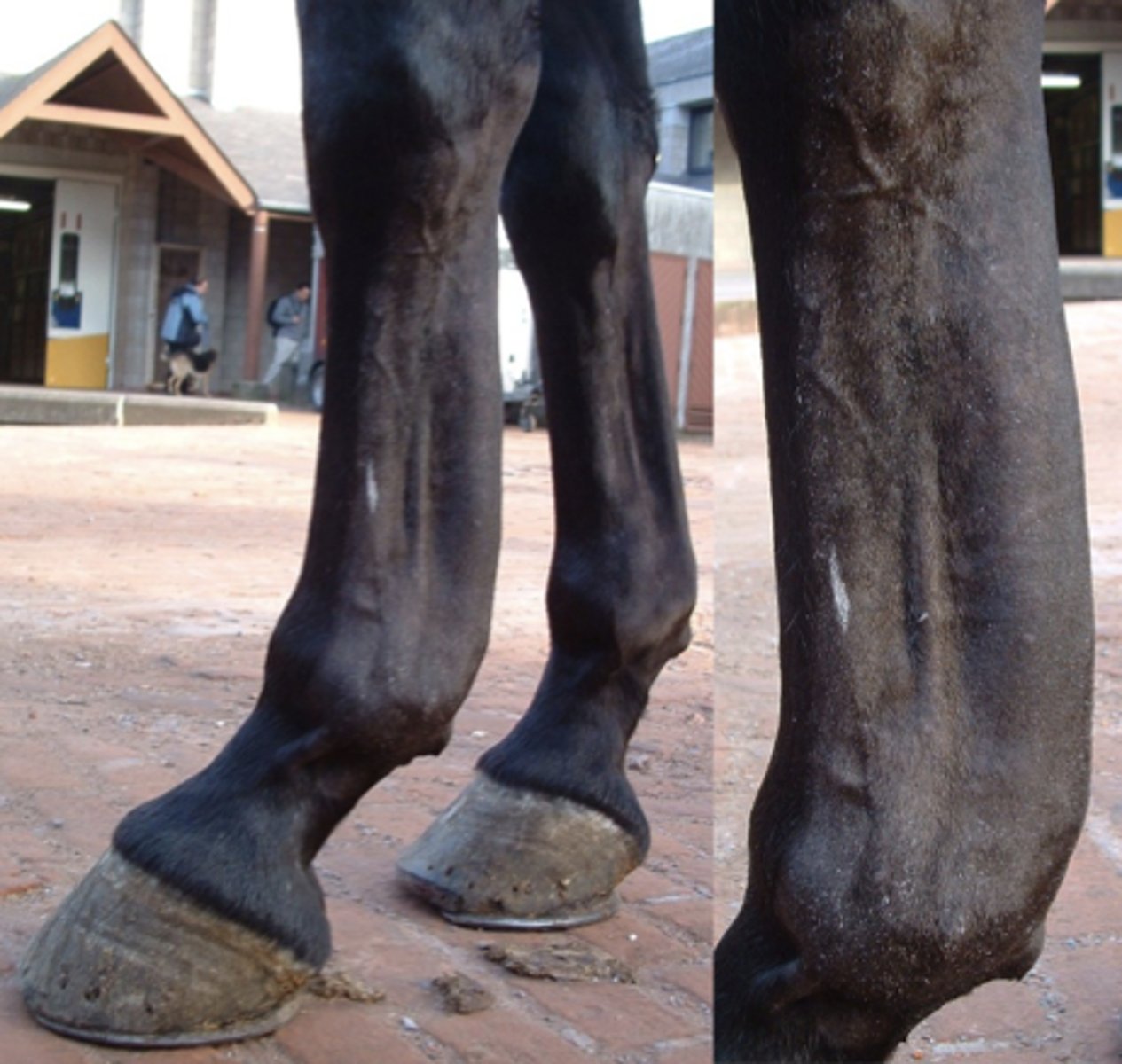 <p>Du bliver præsenteret for en hest til halthedsundersøgelse. Under inspektion og palpation lægger du mærke til en hævelse på benet. Hvad er den mest sandsynlige diagnose for haltheden?</p><p>- Tendinitis i den overfladiske bøjesene</p><p>- Gaffelbåndsdesmitis</p><p>- Desmitis i støttebåndet til den dybe bøjesene.</p><p>- Desmitis i ringbåndet/Annular ligamentet</p>