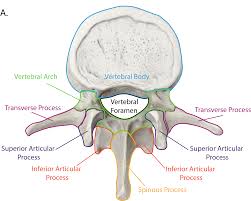 <ul><li><p>12 vertebrae in mid spine</p></li><li><p>They have a <strong>pointy section</strong> which is their spinous process </p></li><li><p>smaller than cervical and lumbar vertebrae</p></li></ul><p></p>
