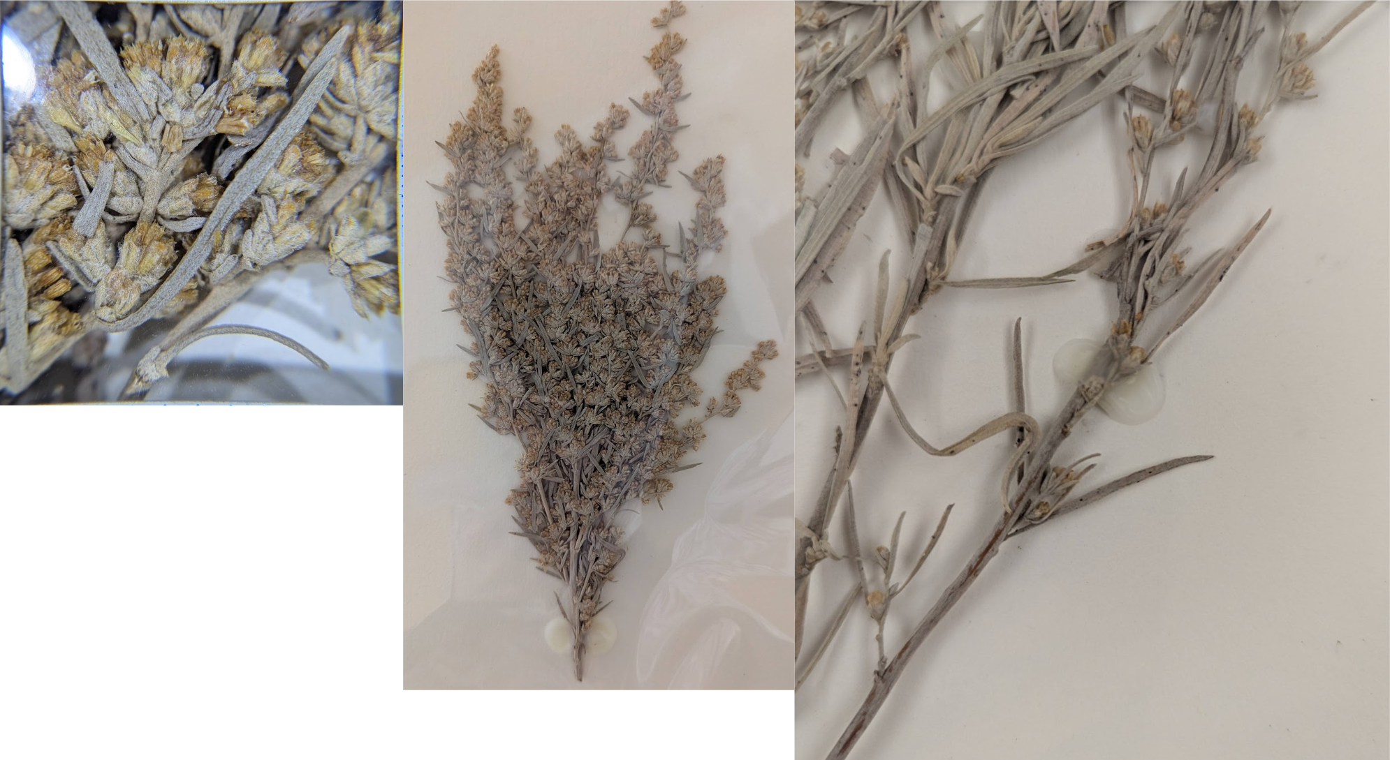 <p>Linear leaves with “silver’ color, hairy</p><p>Long flag leaves below flower head </p><p>Flowers and leaves mixes</p>