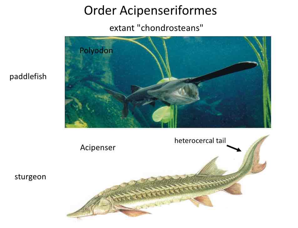 <ul><li><p>Paleonisoids</p></li><li><p>Polypteriformes</p></li><li><p>Acipenseriformes</p></li></ul>