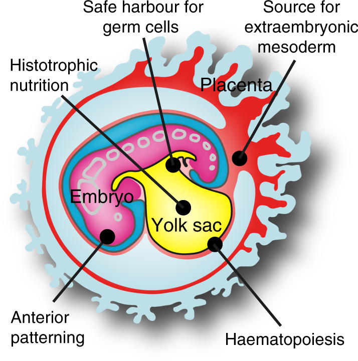 <ol><li><p><strong>Nutritional source</strong> during <strong>weeks 3–4</strong></p></li><li><p><strong>First site of hemopoiesis</strong> (blood cell formation)</p></li><li><p>Becomes part of the <strong>midgut</strong> in <strong>week 4</strong>; its <strong>endoderm</strong> gives rise to <strong>respiratory and digestive epithelia</strong></p></li><li><p><strong>Site of primordial germ cell development</strong></p></li></ol><p></p>