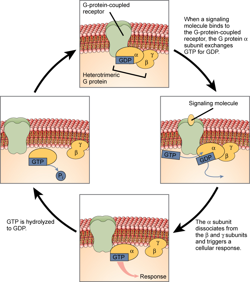 <p><span>G Protein-Coupled Receptor</span></p>