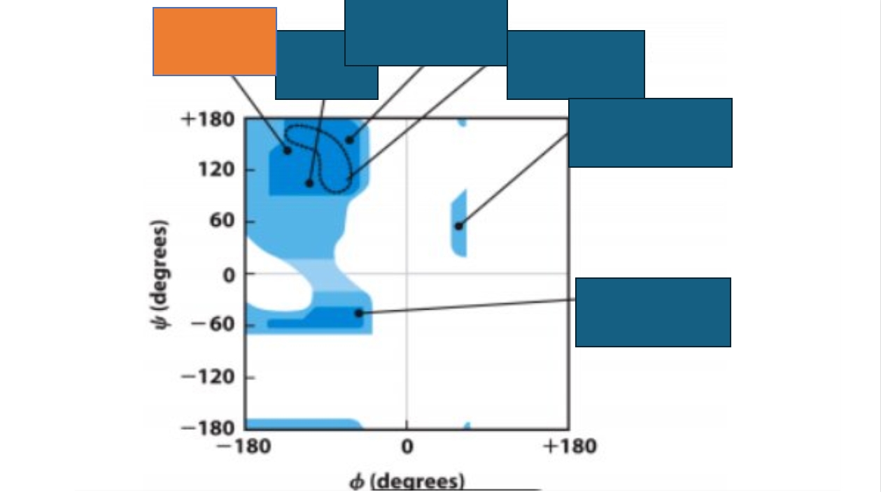 <p>Which conformation does the orange box represent on the Ramachandran map?</p>