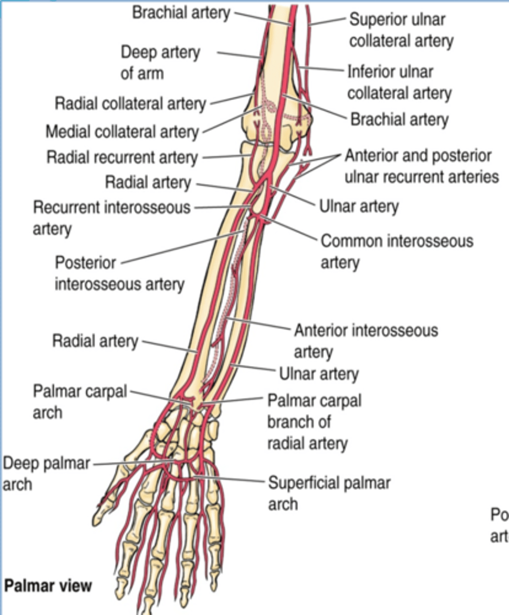 <p>Course: runs across anterior aspect of wrist to anastomose with palmar carpal branch of ulnar a. to form the palmar carpal arch</p>