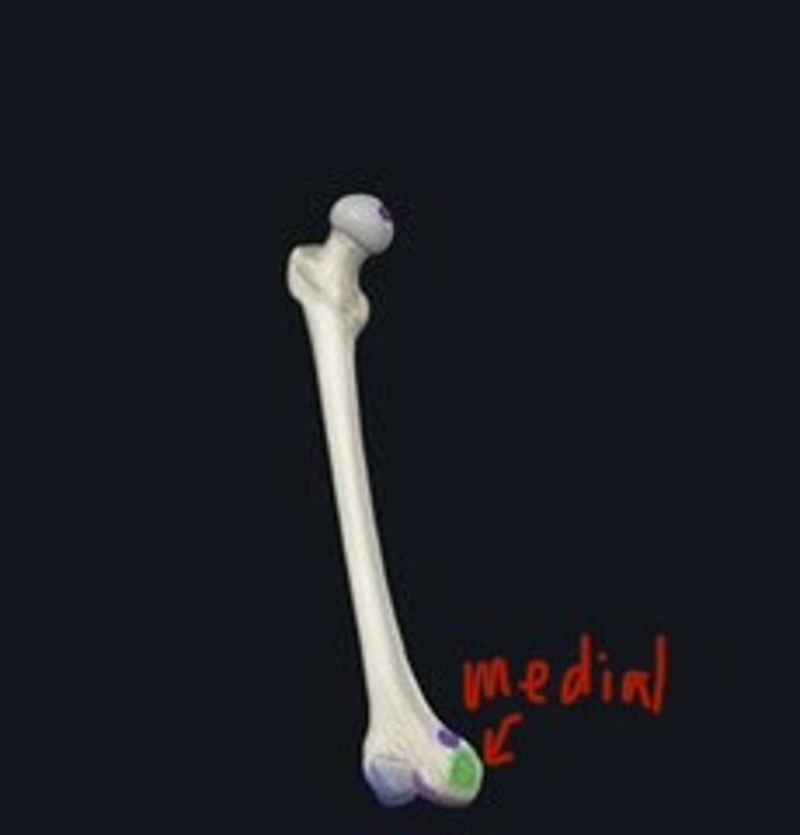 <p>Bony projections above the condyles on femur.</p>