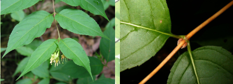 <p><em>Diervilla lonicera</em></p>