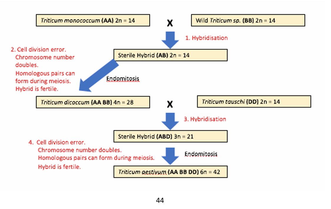 <ol><li><p>The chromosomes are not sufficiently similar.</p></li><li><p>Prophase I does not occur</p></li><li><p>gametes cannot form </p></li></ol><p></p>