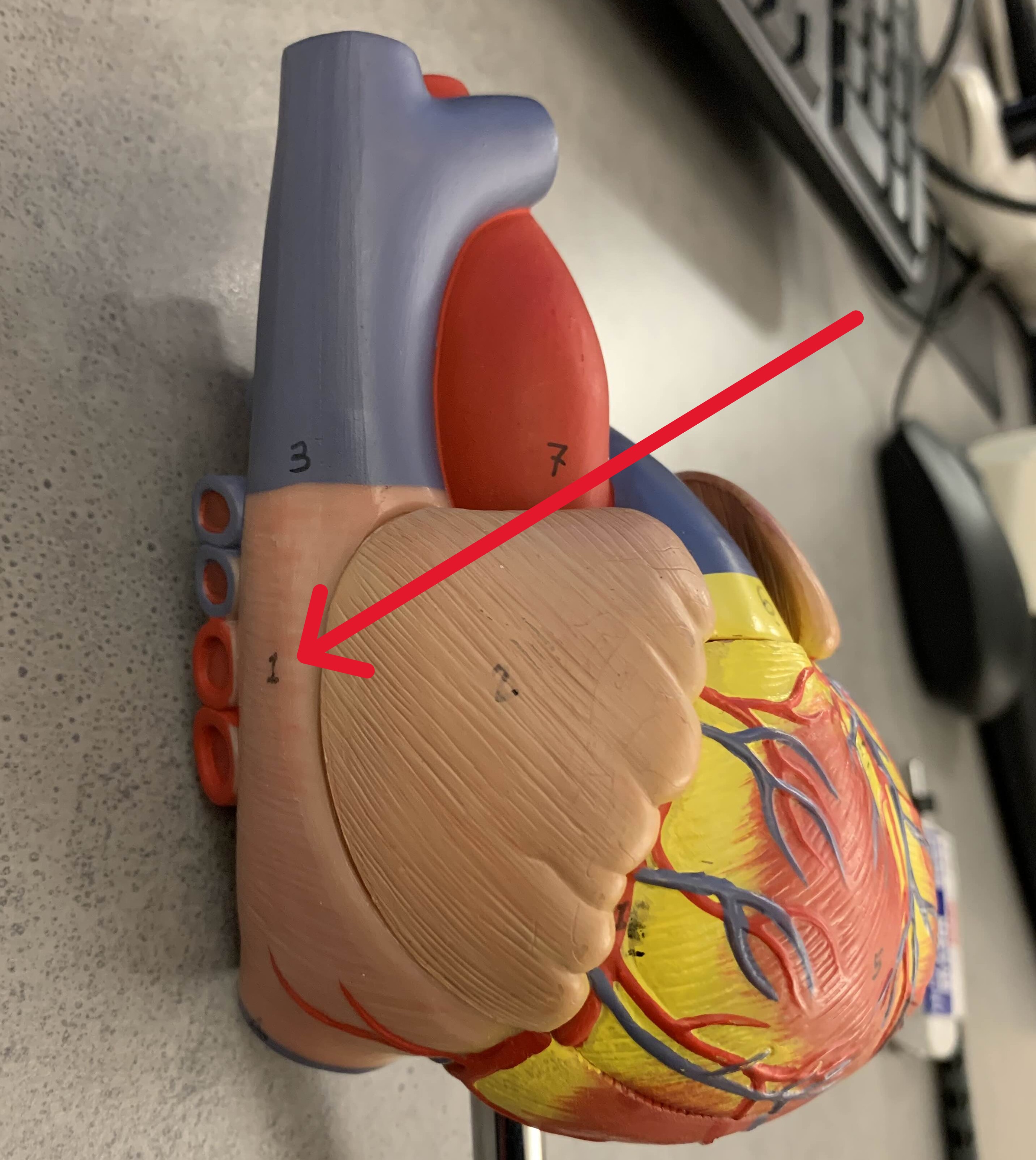 <p>Which chamber:</p><ul><li><p>Receives blood from body, right auricle (flap)</p></li></ul><p></p>