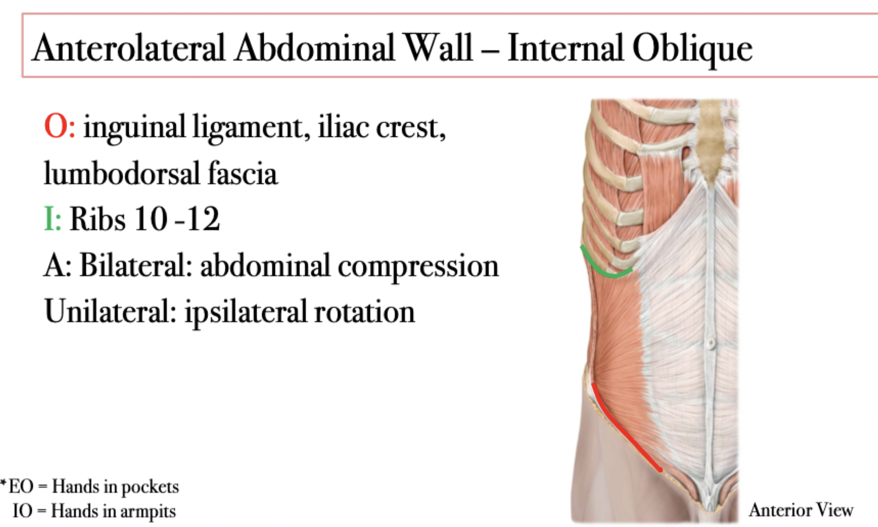 <ul><li><p><span>Internal Obliques point superiorly toward the midline</span></p></li></ul>