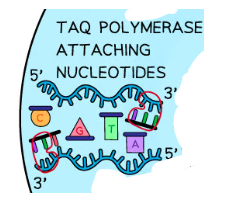 <p>Taq DNA polymerase joins free nucleotides to the 3’ end of the primers, building the new DNA strand.</p>