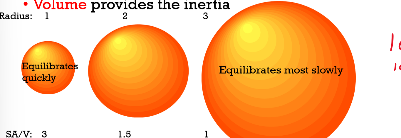 <p>SA:V (SA/V)</p><ul><li><p>Surface area determines rate at which heat is gained/lost</p></li><li><p>Volume determines how much heat an organism has to lose</p><ul><li><p>Large bodies lose heat slower</p></li></ul></li></ul><p></p>