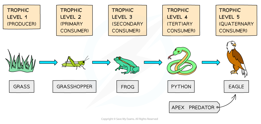 <p>Food chain</p>