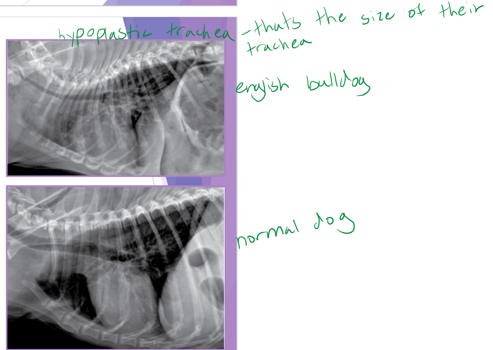 <ul><li><p>Blood work - usually boring </p><ul><li><p>neutrophilia with left shift (if aspiration pneumonia) </p></li></ul></li><li><p>thoracic radiographs </p><ul><li><p>rule out aspiration pneumonia </p></li><li><p>identify a hypoplastic trachea </p></li><li><p>identify concurrent tracheal collapse </p></li></ul></li><li><p>± cervical radiographs </p><ul><li><p>identify an elongated soft palate </p></li><li><p>evaluate for any cervical masses </p></li><li><p>evaluate for any cervical tracheal collapse </p></li></ul></li><li><p>airway examination </p><ul><li><p>one anesthetic episode </p></li><li><p><strong>perform when ready to do surgery </strong></p></li></ul></li></ul><p></p>