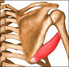 <p>O=lateral border of scapula; I=intertubercular groove of humerus; extends, adducts &amp; medially rotates arm</p>