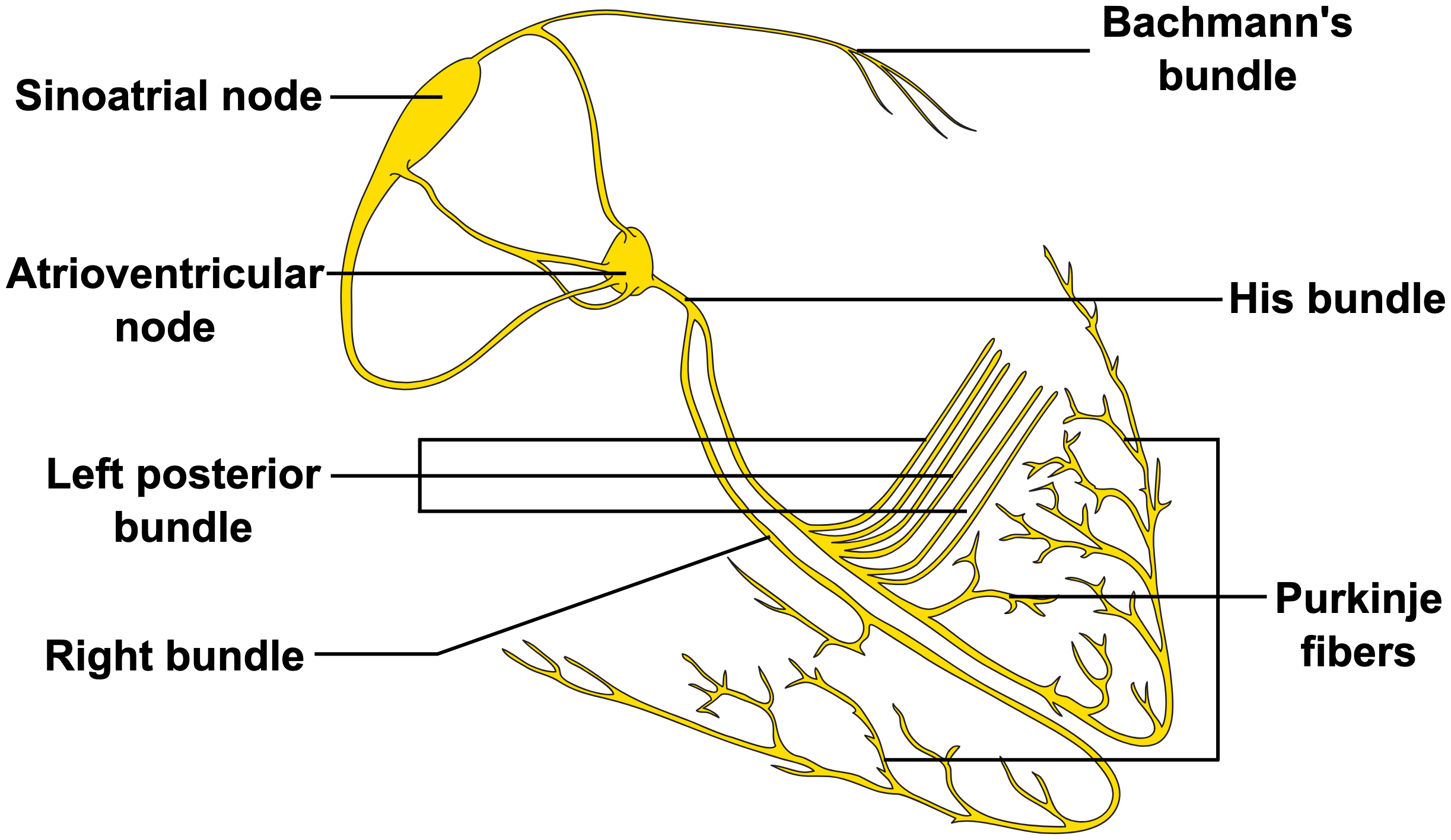 <p>SA node→AV node→bundle of his→L+R bundle branches→purkinje fibers</p><p>bachmann’s bundle: only way for SA node to send pulses to L atrium</p>