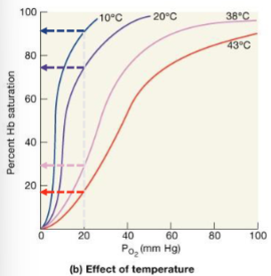 <p>Binding affinity inversely related to acidity &amp; cxn CO2: inc CO2 or lower pH (inc H+) → dec affinity of Hb to O2, SHIFT RIGHT</p><p>Inc temp (ex: exercise): shift right so Hb releases more O2. Lactic acid from exercising → lower pH → additional O2 released</p><p></p><p>Fetal Hb: stronger affinity to O2 (SHIFT LEFT). 2 gamma protein chains allow binding O2 even in the low O2 enviro of placenta</p><p></p><p>At alveoli P<sub>O2</sub> = 100 mmHg, in resting cells Hb is 75% saturated</p><p>In exercising muscle P<sub>O2</sub>=20mmHg, Hb is 35% saturated</p>