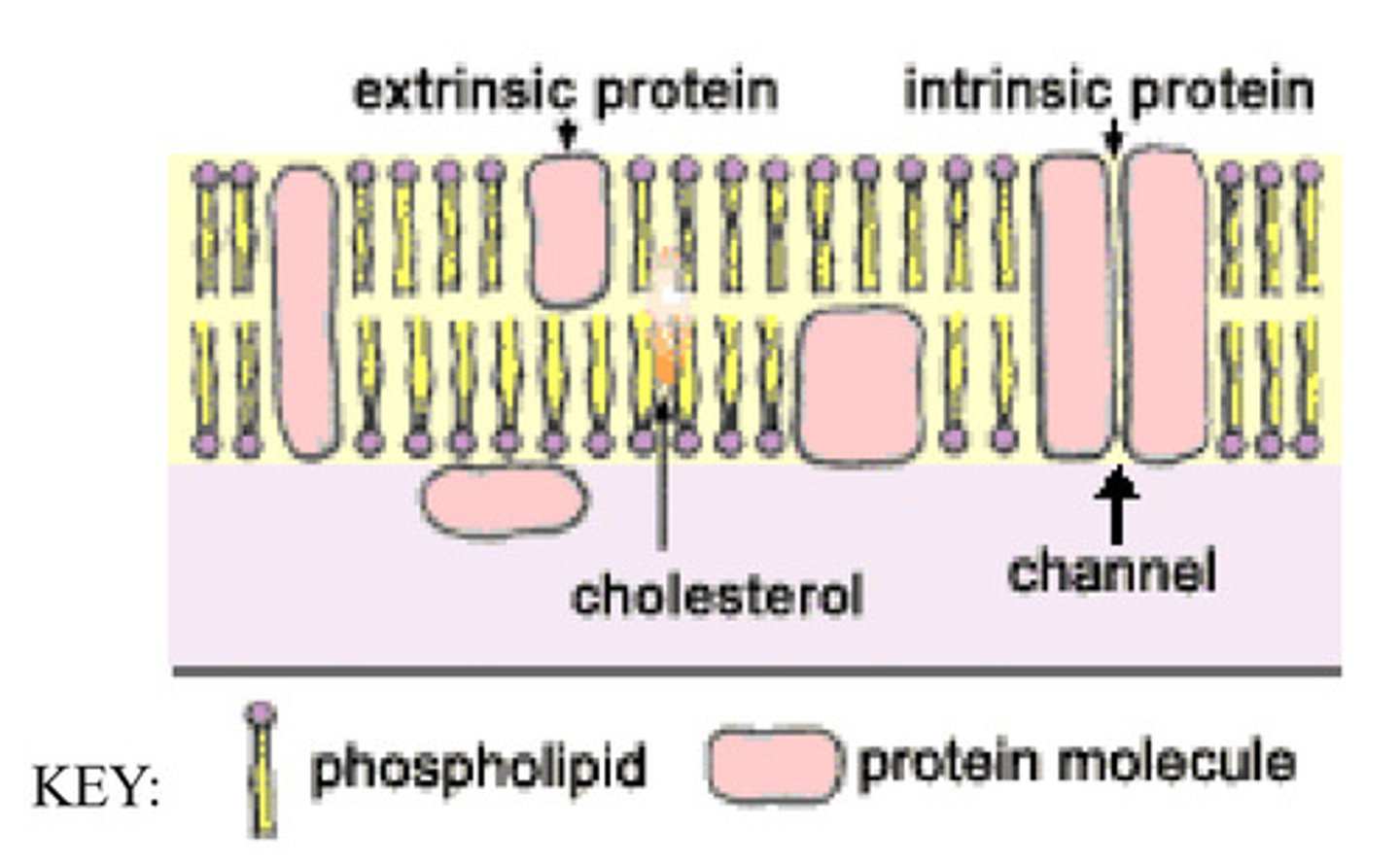 <p>Intrinsic - completely spans the bilayer<br>Extrinsic - only on the surface of the bilayer or partially embedded</p>