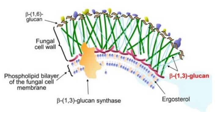 <p>The cell membrane of fungi contains lipids, glycoproteins, and sterols, mainly <strong>ergosterol</strong> (differs from mammalian cells where <strong>cholesterol</strong> is predominant)<br>Fungi also have a cell wall composed of <strong>chitin</strong>, <strong>mannan</strong>, and <strong>glucan</strong><br>Nearly all fungi are strict <strong>aerobes</strong></p>