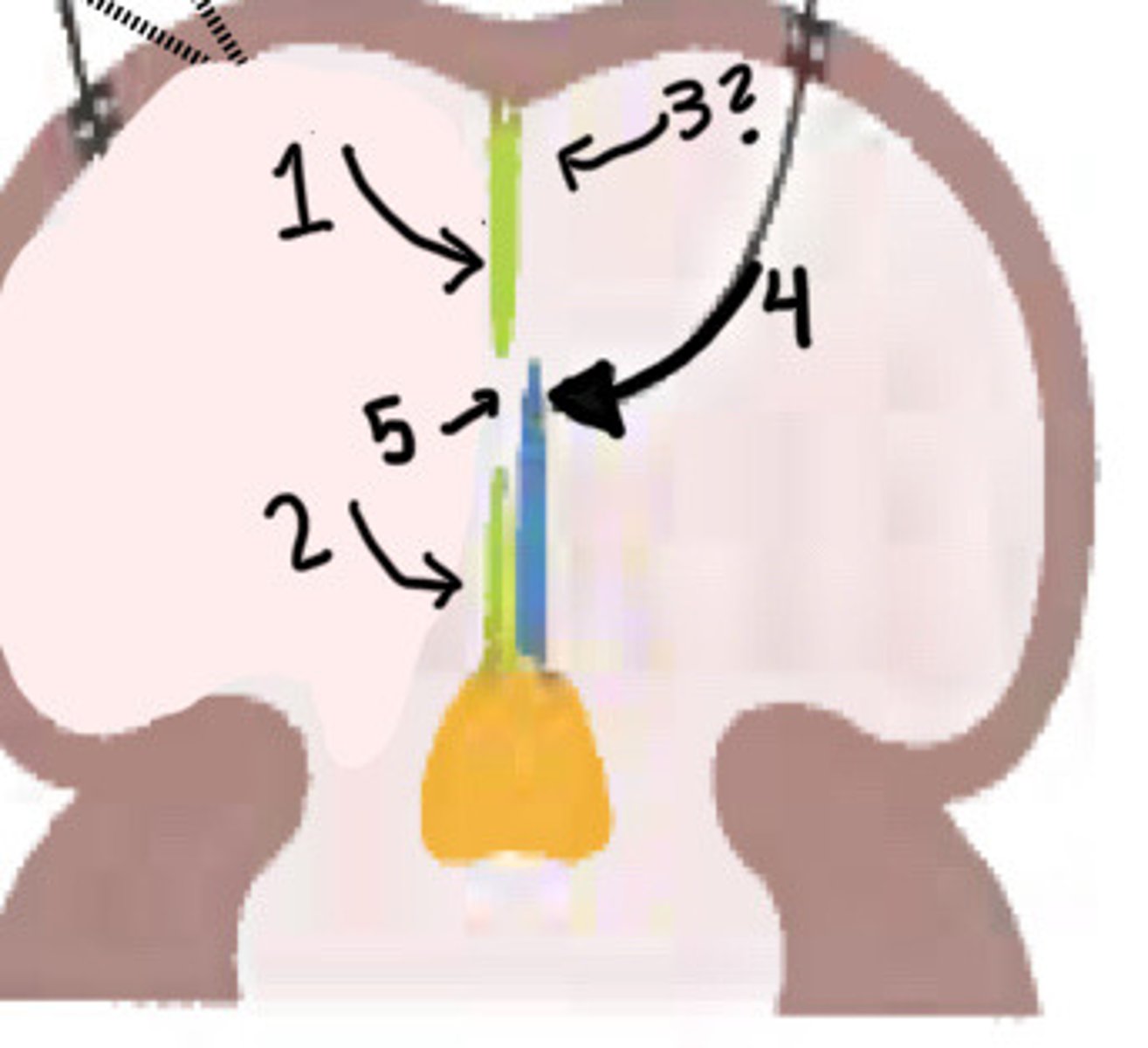 <p>What is 2 pointing to</p>