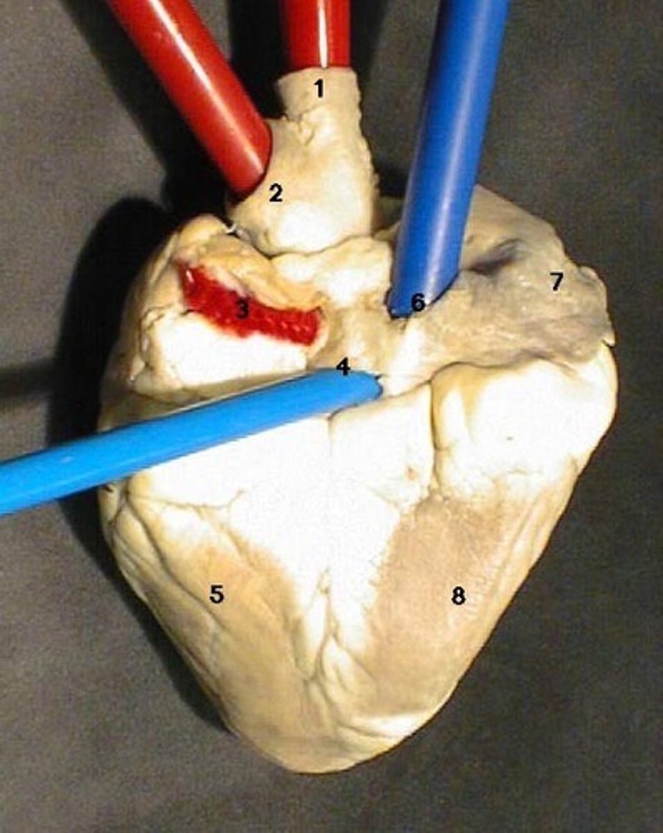 <p>Posterior of the heart. "_____ vena cava" sits below superior vena cava.</p>