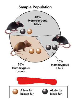 <p>What is this circle graph showing us in the mice population?</p>