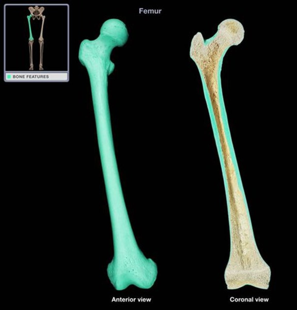 <p>What type of bone is being highlighted?</p>