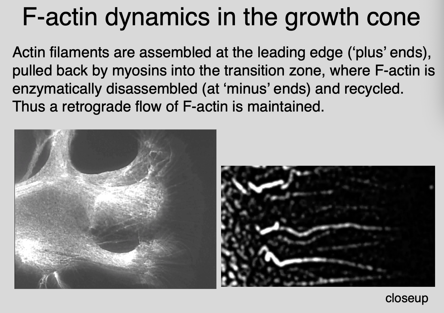 <p>How do they flow retrogradely:</p><ol><li><p>Assembly at the leading edge (‘plus’ ends)</p></li><li><p>translocation proximally by myosin motors</p><ul><li><p>(actin is pulled back by myosins into transition zone)</p></li></ul></li><li><p>enzyme mediated disassembly/recycling in the transition zone</p><ul><li><p>F-actin is enzymatically disassembled (at ‘minus’ ends) and recyled</p></li></ul></li></ol><p>→ therefore→ a <strong>retrograde flow of F-actin maintained</strong></p><p><em>Image→ can see the retrograde flow</em></p>