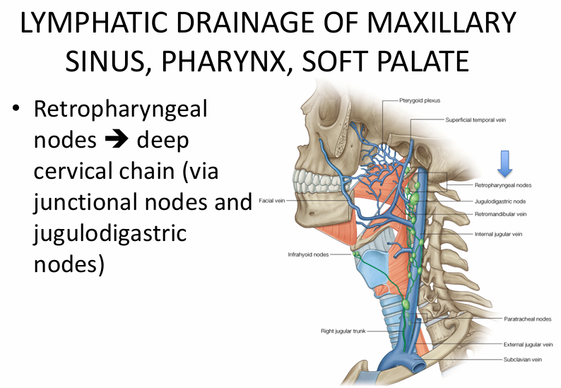 <p>maxillary sinus</p><p>pharynx</p><p>soft palate</p>
