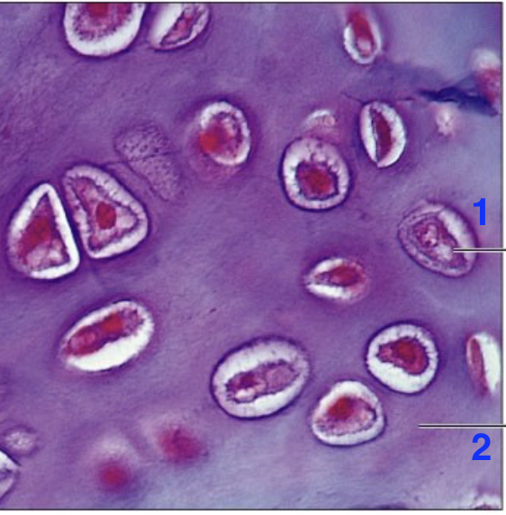 <p>2?</p>