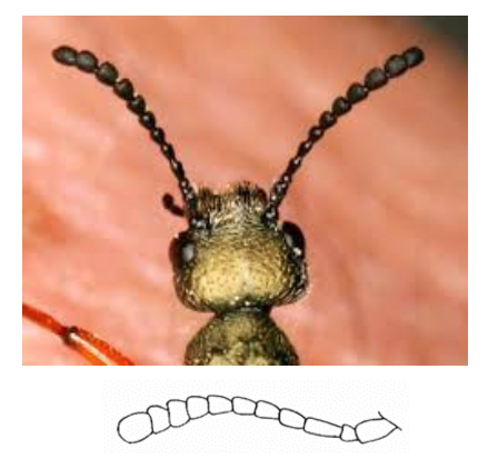 <p>Clavate Antennae</p>